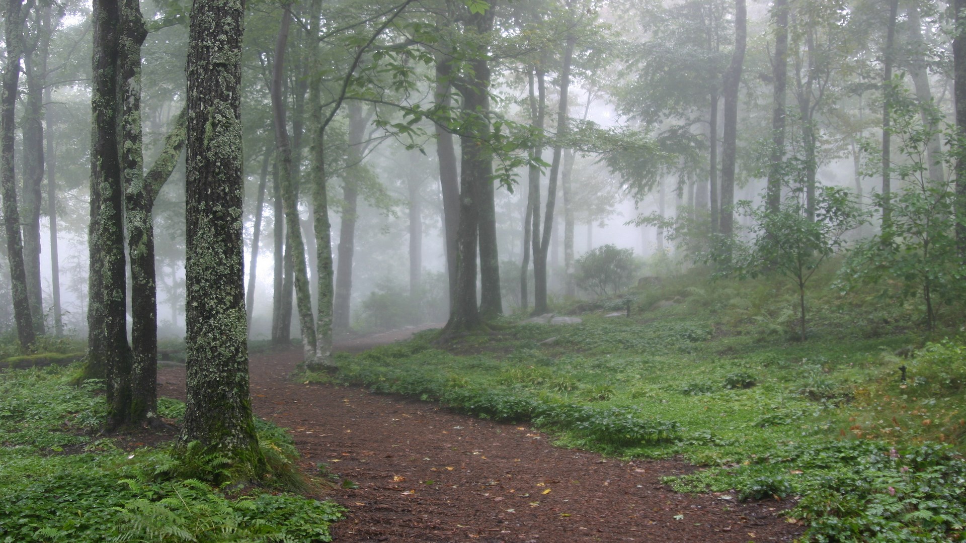 Misty forest path with trees and green foliage HD Wallpaper