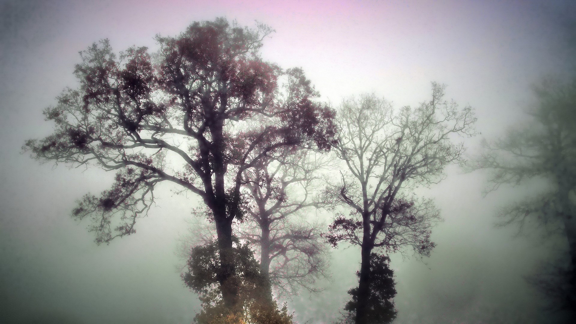 Bare trees in fog with pink sky HD Wallpaper