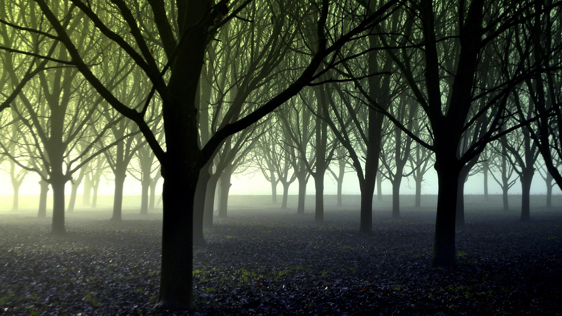 Misty forest with bare trees and fallen leaves HD Wallpaper