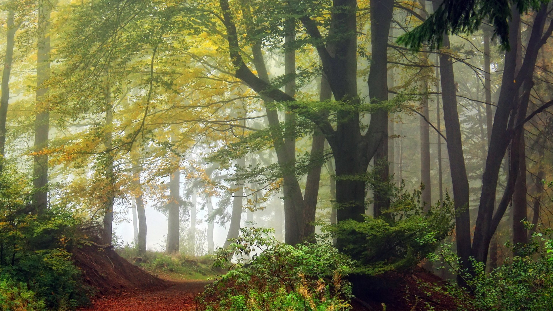 Misty forest path with autumn leaves HD Wallpaper