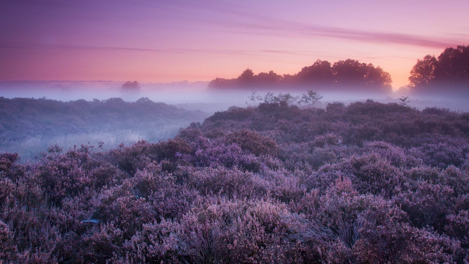Purple heather field at sunrise with fog HD Wallpaper
