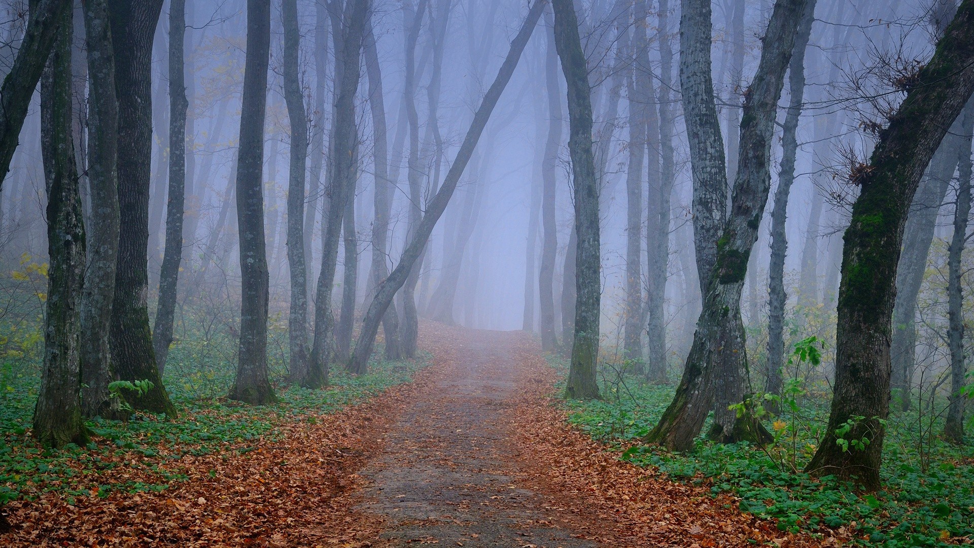 A foggy forest path with fallen leaves HD Wallpaper