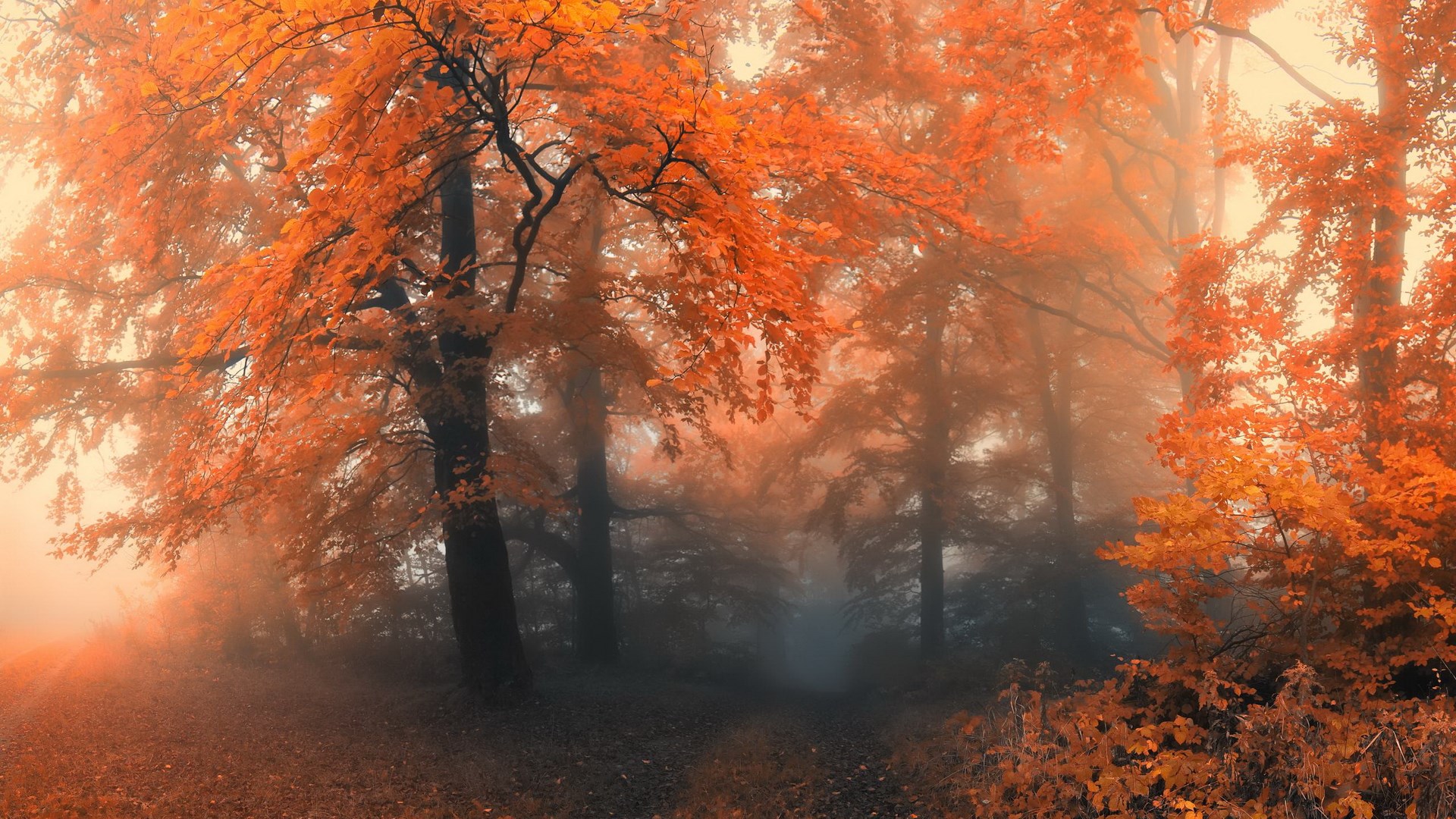 Misty forest with orange autumn leaves HD Wallpaper