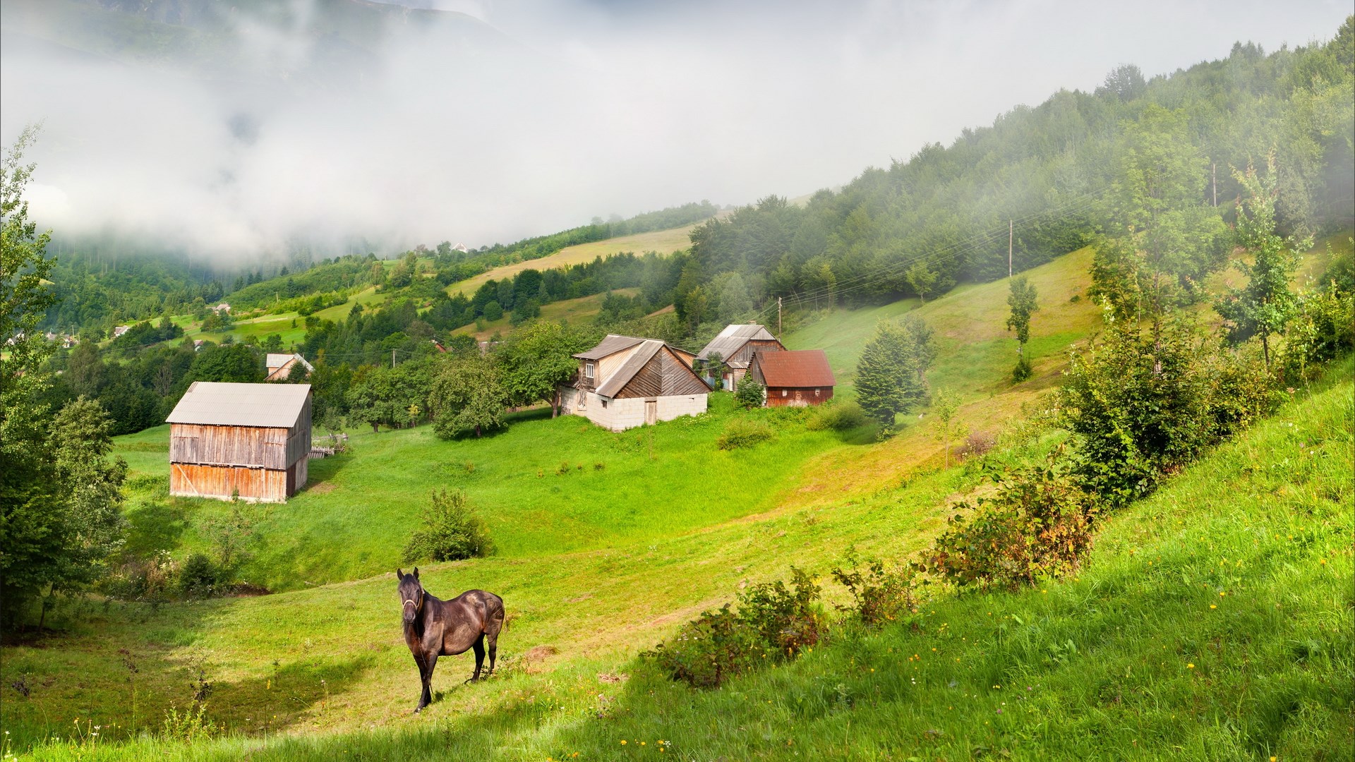 Horse in a rural village with rolling hills and fog HD Wallpaper