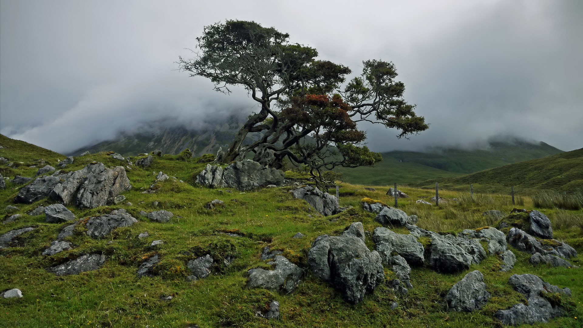 Twisted tree on a rocky, grassy hill under cloudy sky HD Wallpaper