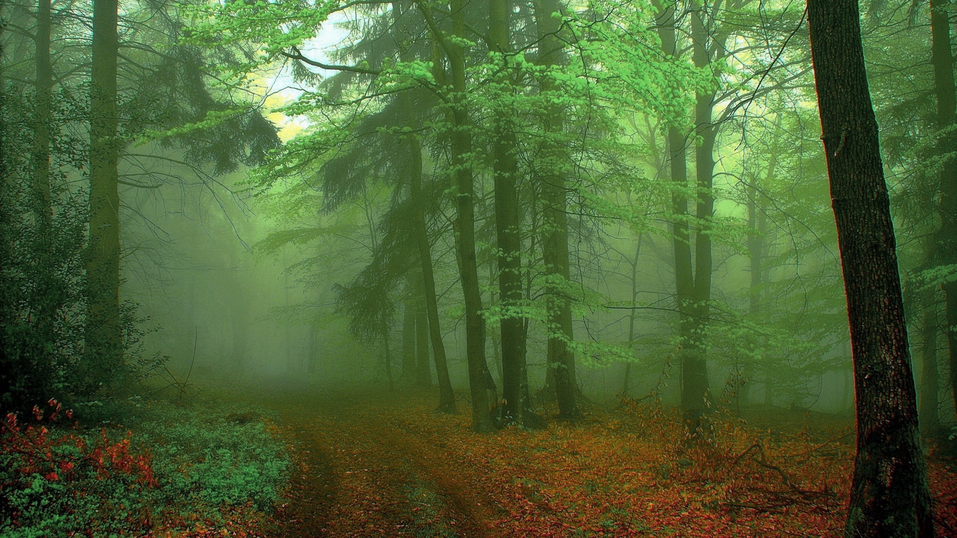 Misty forest path with autumn leaves HD Wallpaper