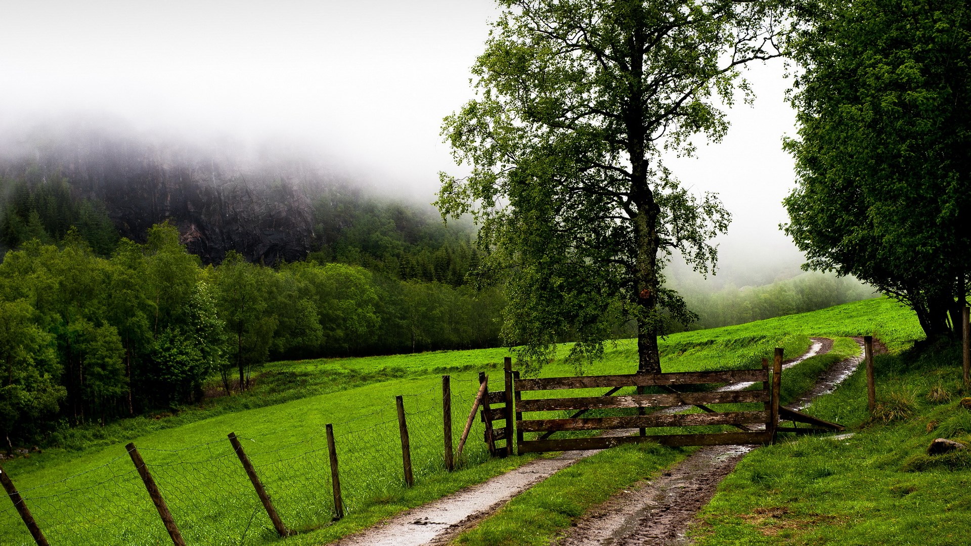 Dirt path through a green field with a wooden gate HD Wallpaper