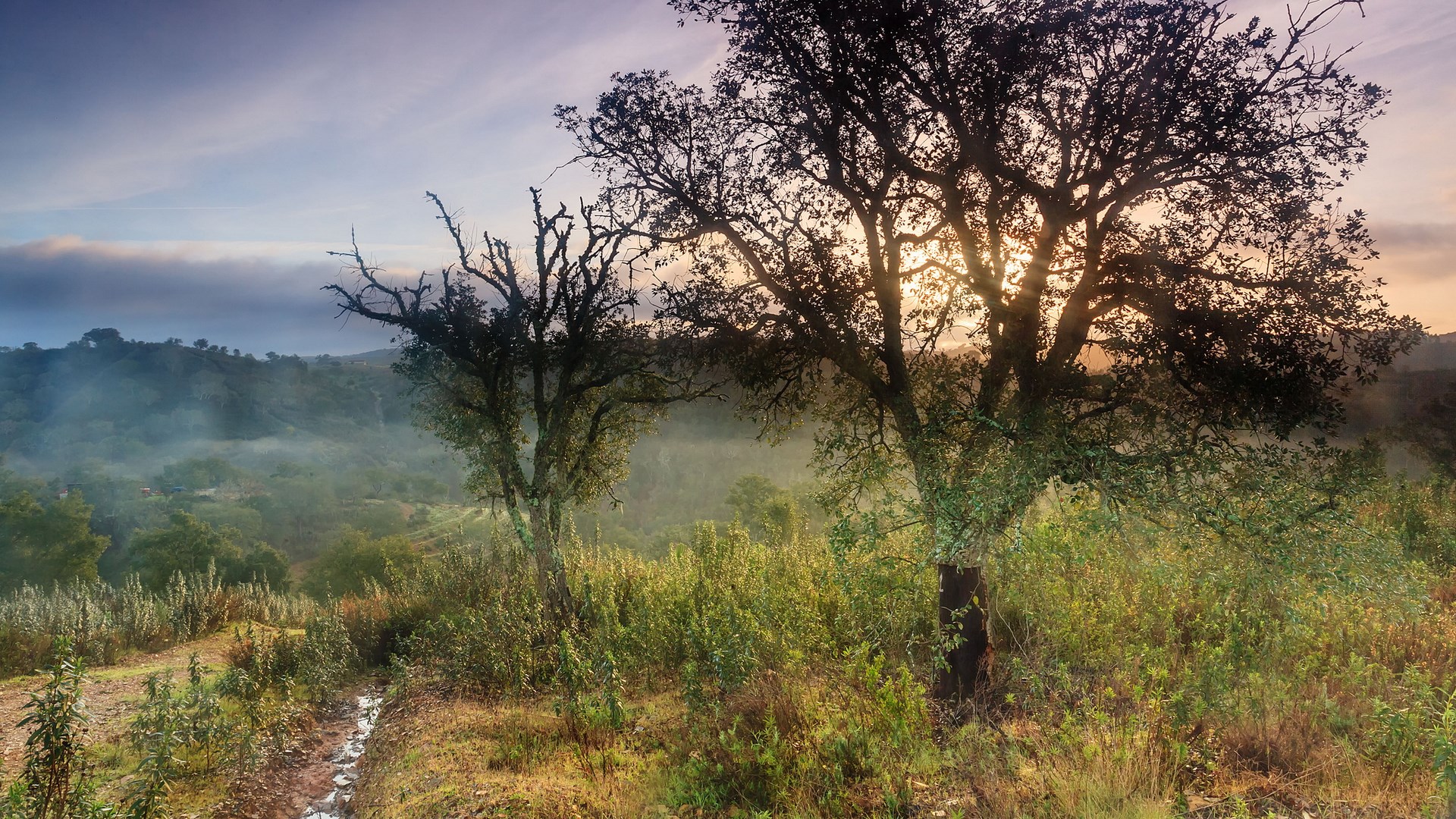 Trees and misty valley at sunrise HD Wallpaper
