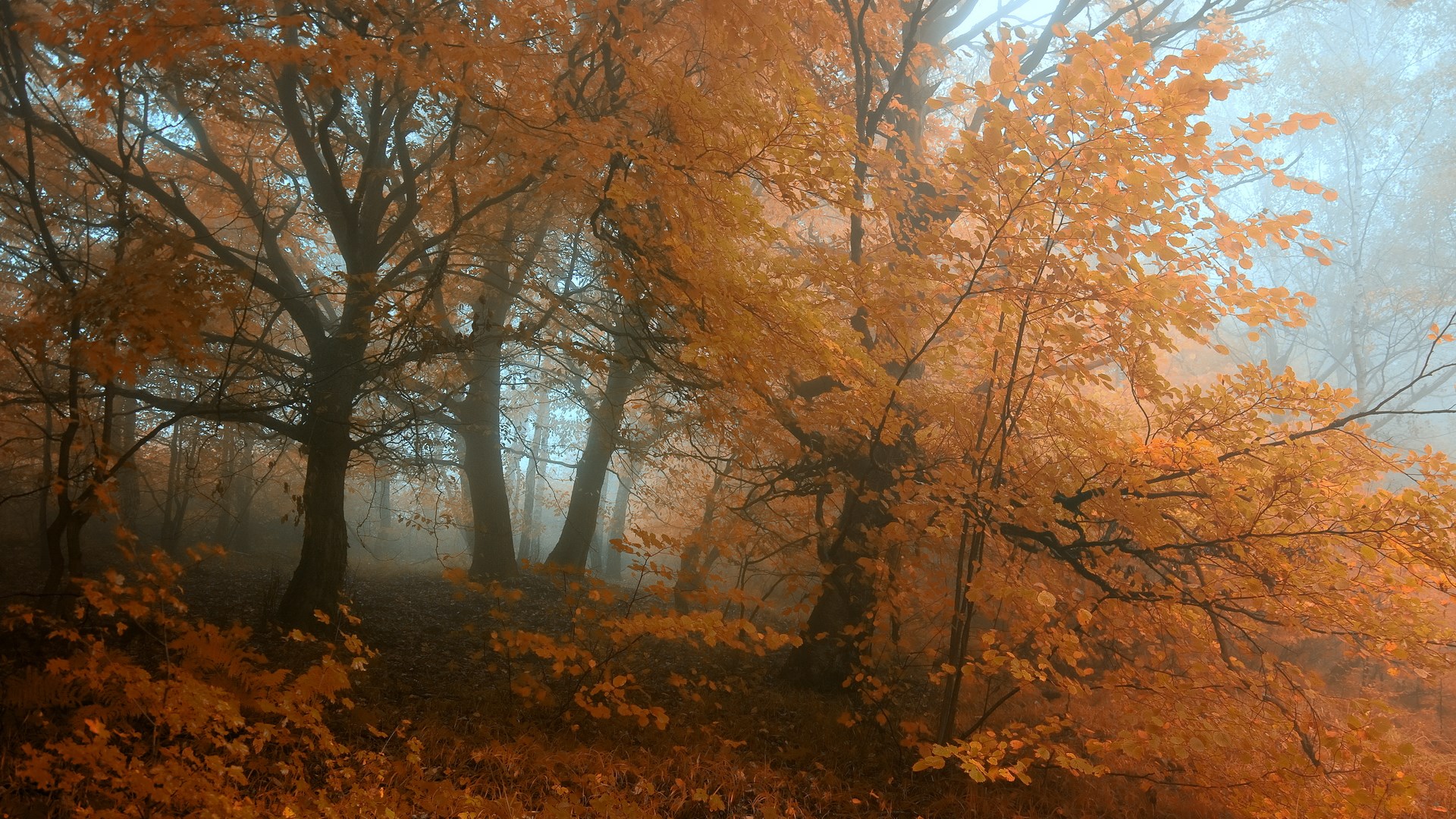 Autumn forest with orange leaves and fog HD Wallpaper