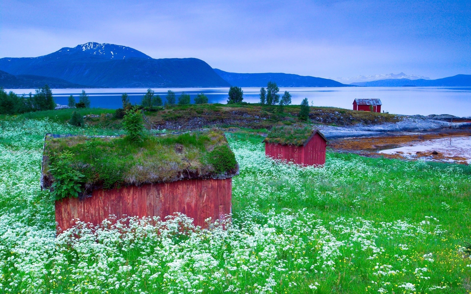 Red cabins with grass roofs in a field of white flowers by a lake HD Wallpaper