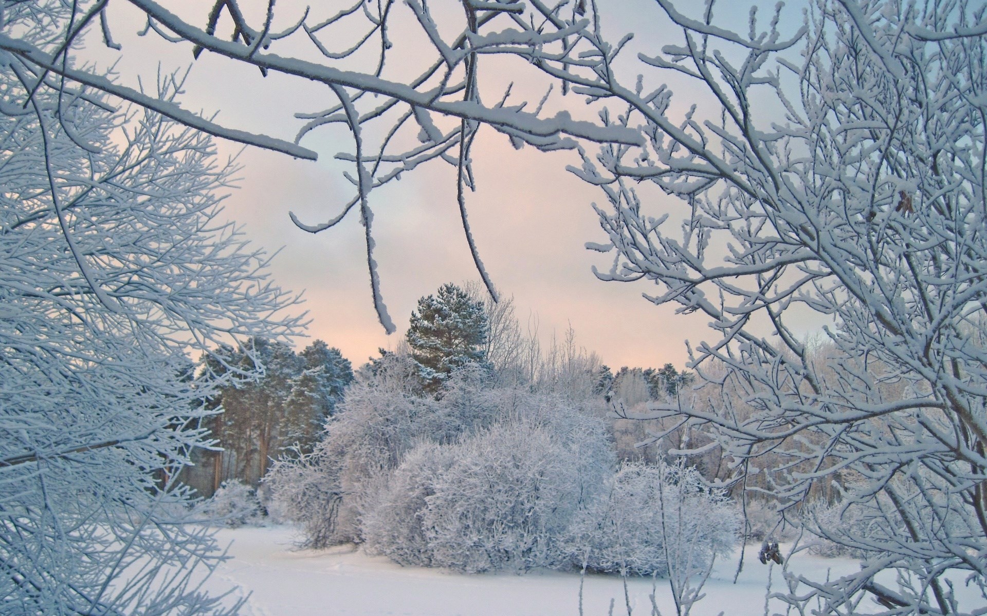 Snow-covered trees against a pale sky HD Wallpaper