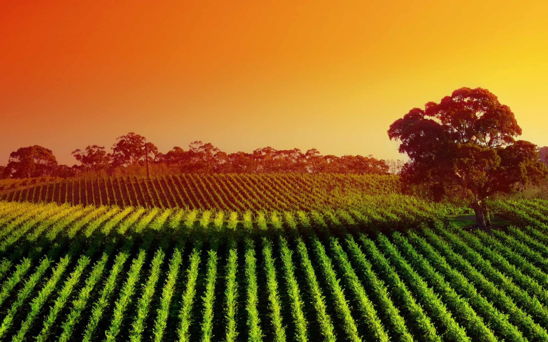 Vineyard at sunset with a large tree HD Wallpaper