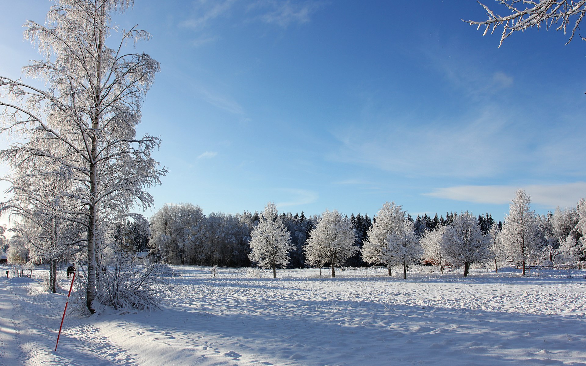 Snowy landscape with frosted trees and blue sky HD Wallpaper