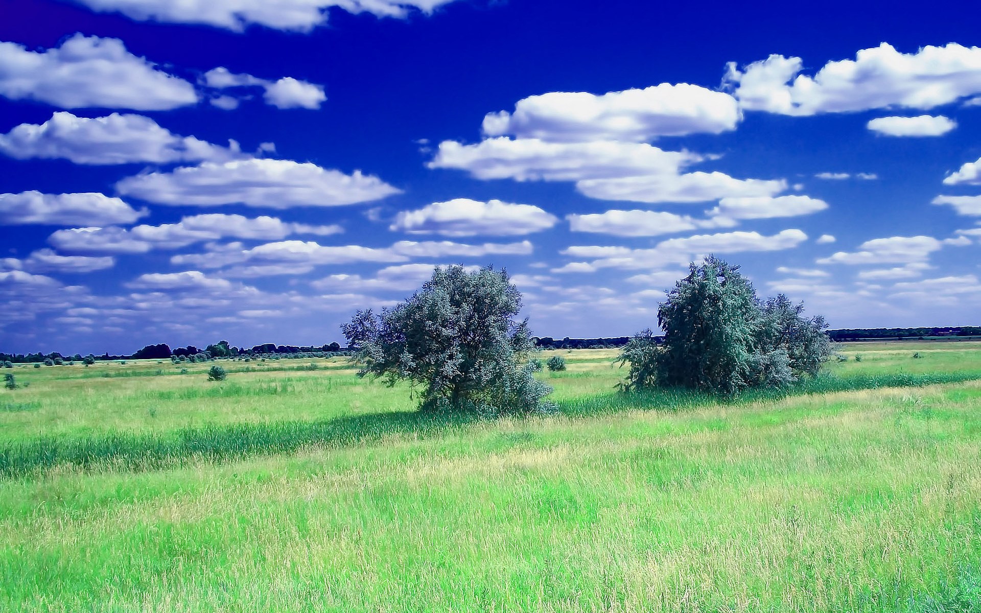 Grassy field with trees under a cloudy blue sky HD Wallpaper
