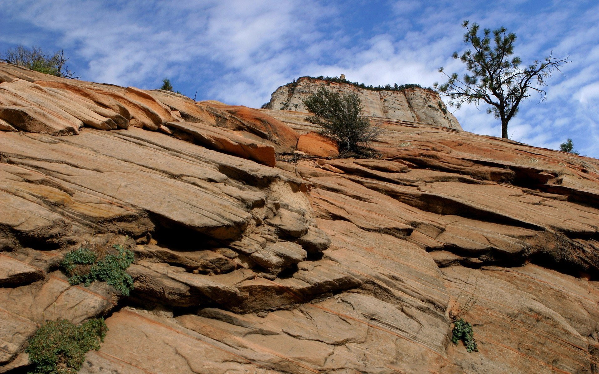 Red rock formations with a tree under a blue sky HD Wallpaper