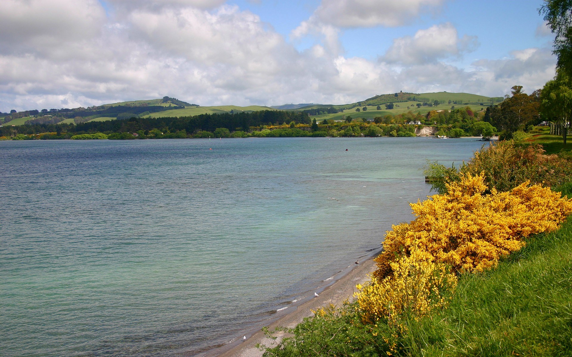 Lake with rolling hills and yellow flowering bushes HD Wallpaper