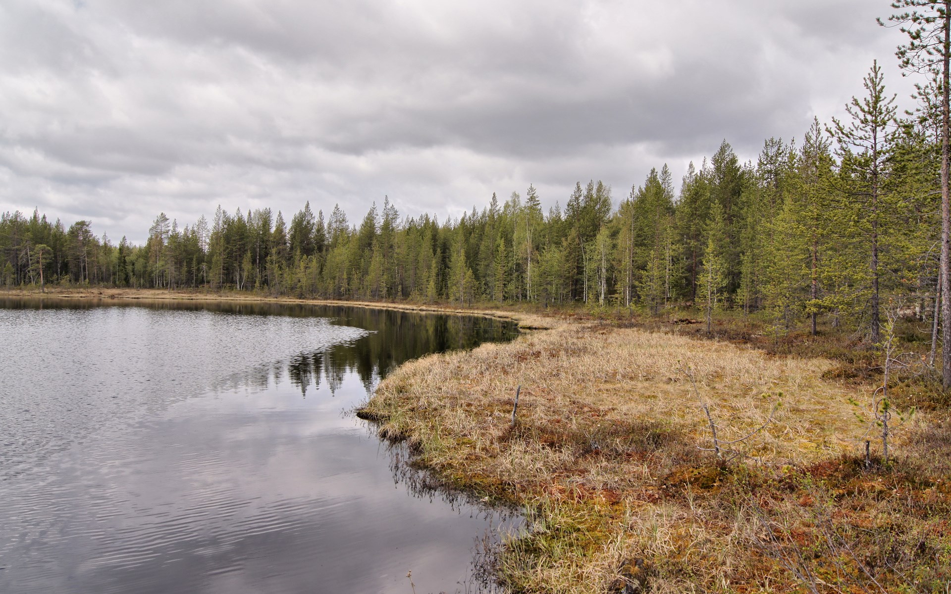 Lake and forest under cloudy sky HD Wallpaper