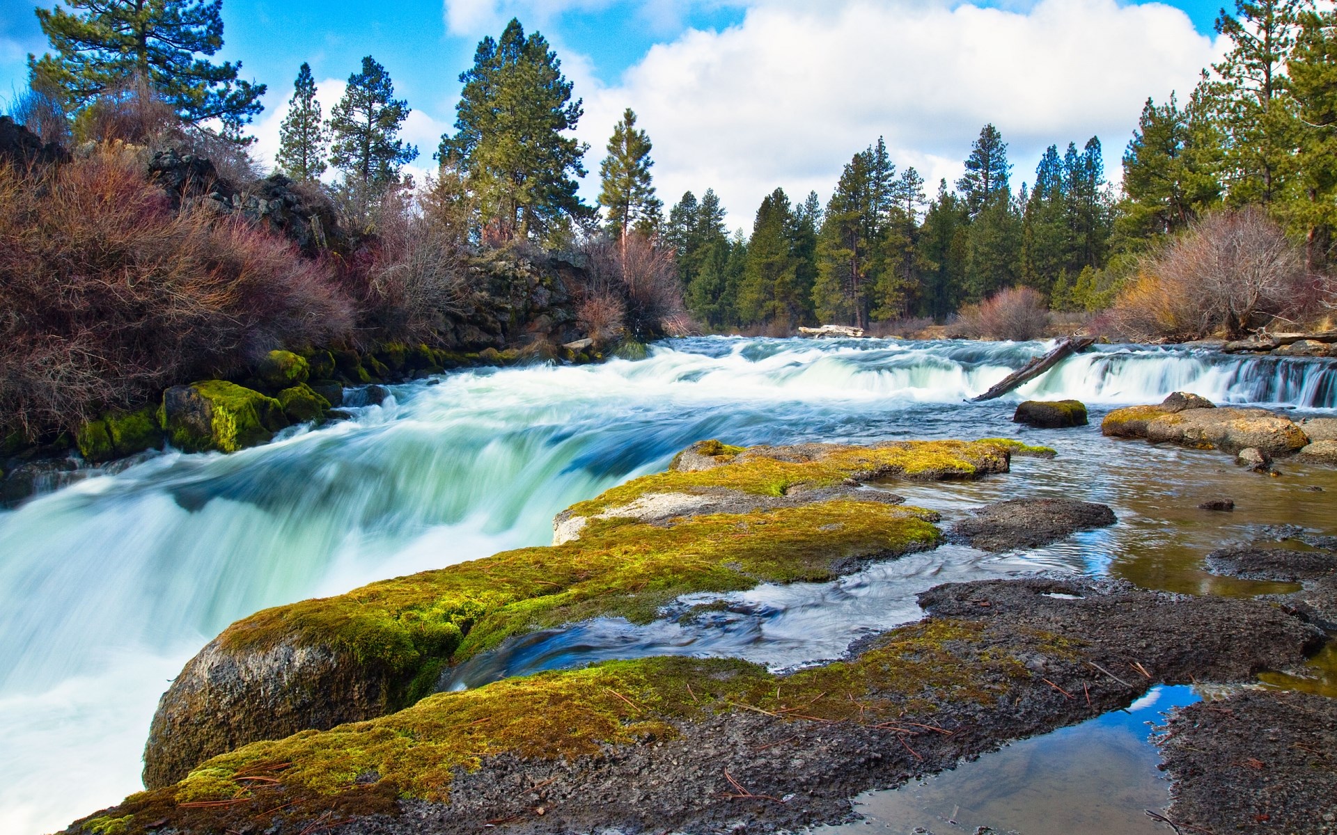 Fast-flowing river with mossy rocks and pine trees HD Wallpaper