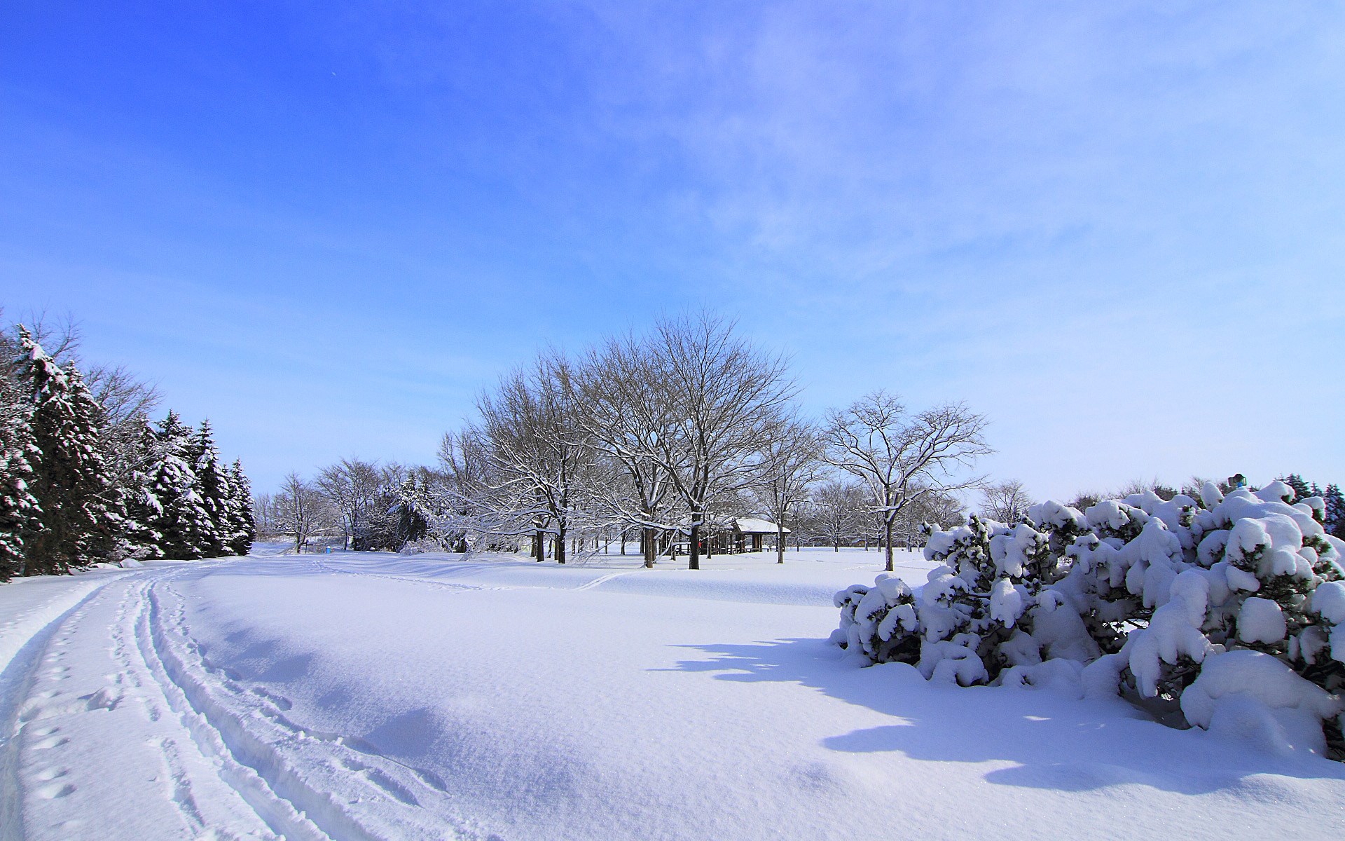 Snowy park with trees and a path HD Wallpaper