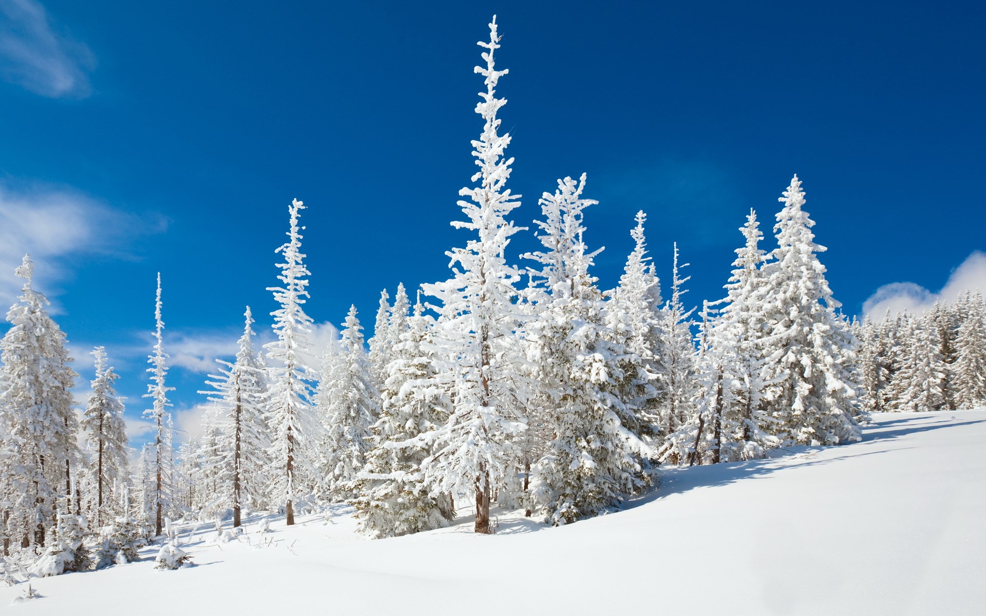 Snow-covered evergreen trees under a bright blue sky HD Wallpaper