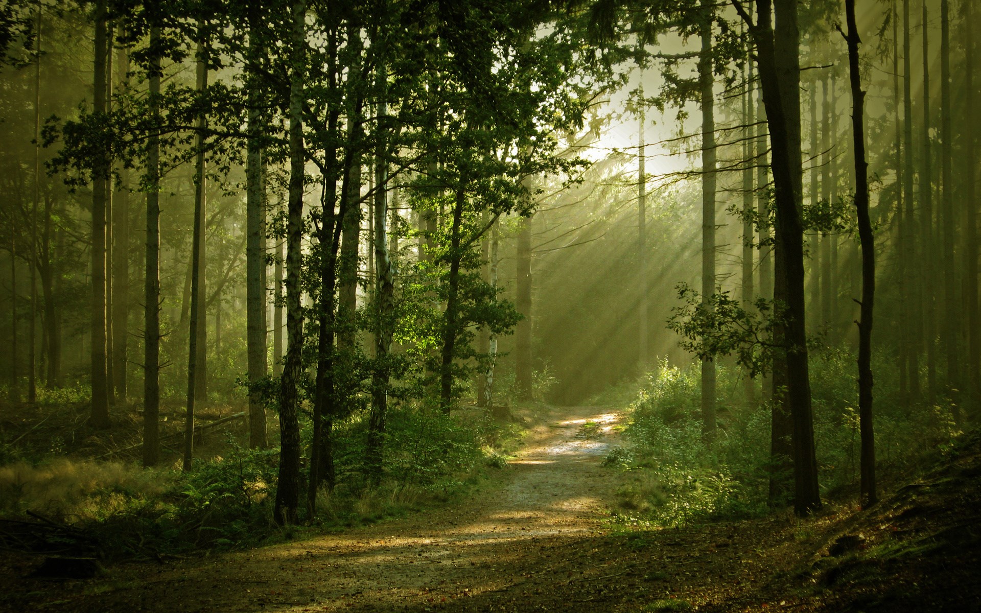 Sunbeams through a forest path HD Wallpaper