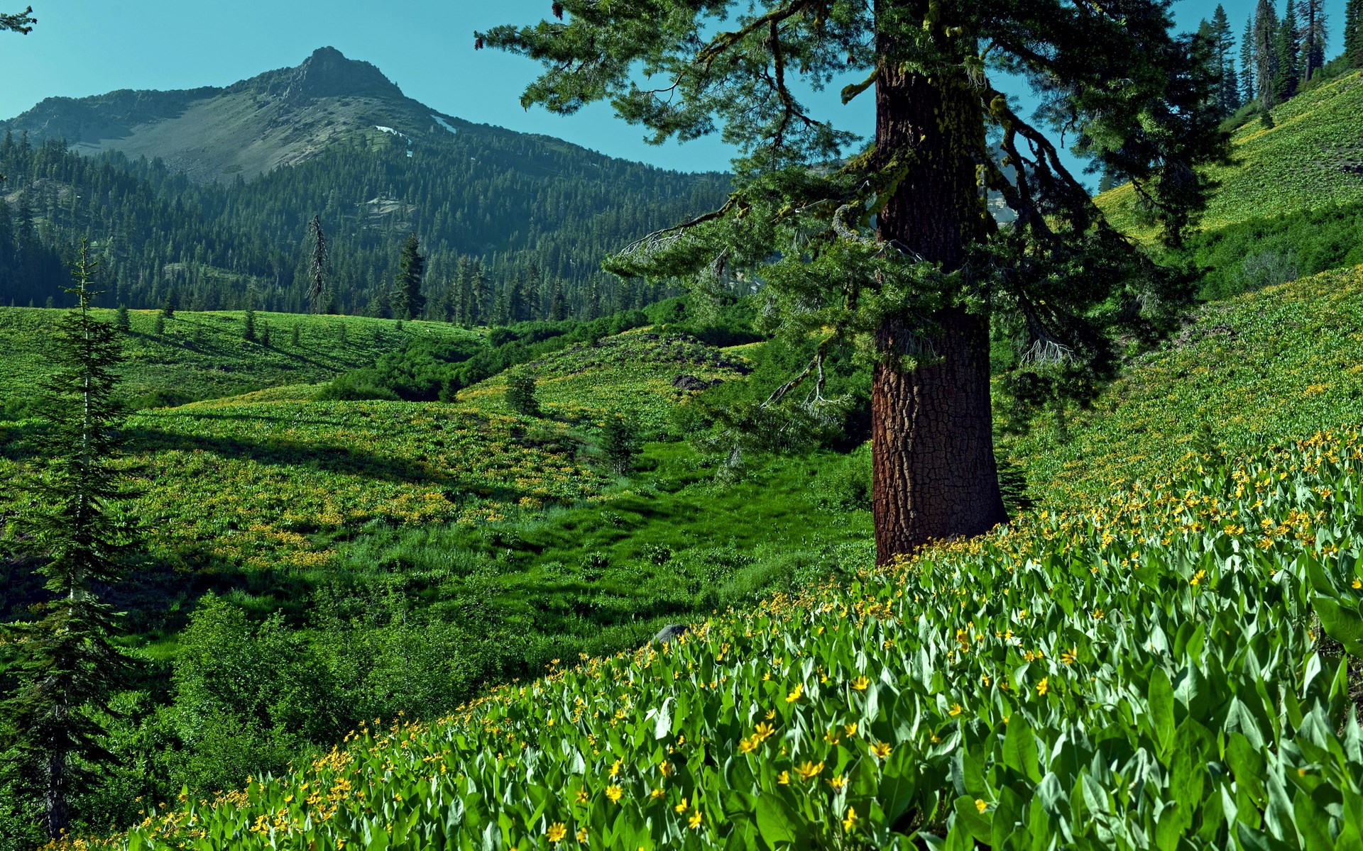 Mountain landscape with wildflowers and pine tree HD Wallpaper