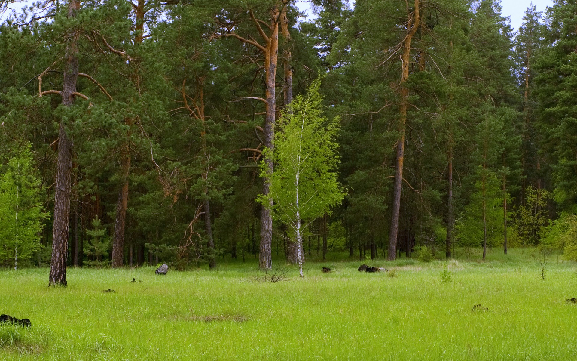 A clearing in a pine forest with a young birch tree HD Wallpaper