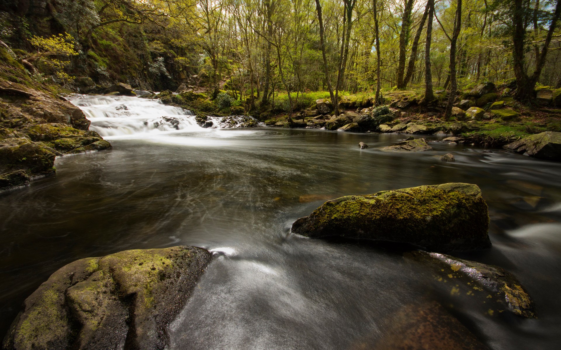 River flowing through a forest with mossy rocks HD Wallpaper