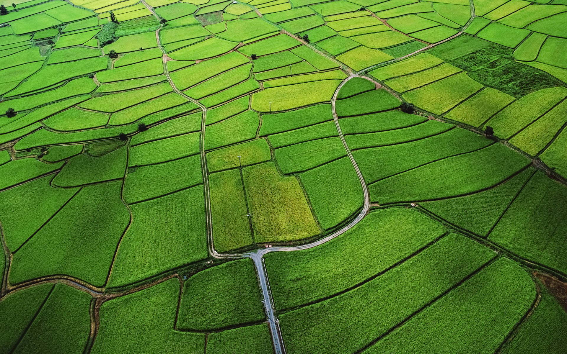 Aerial view of green rice paddies with roads HD Wallpaper
