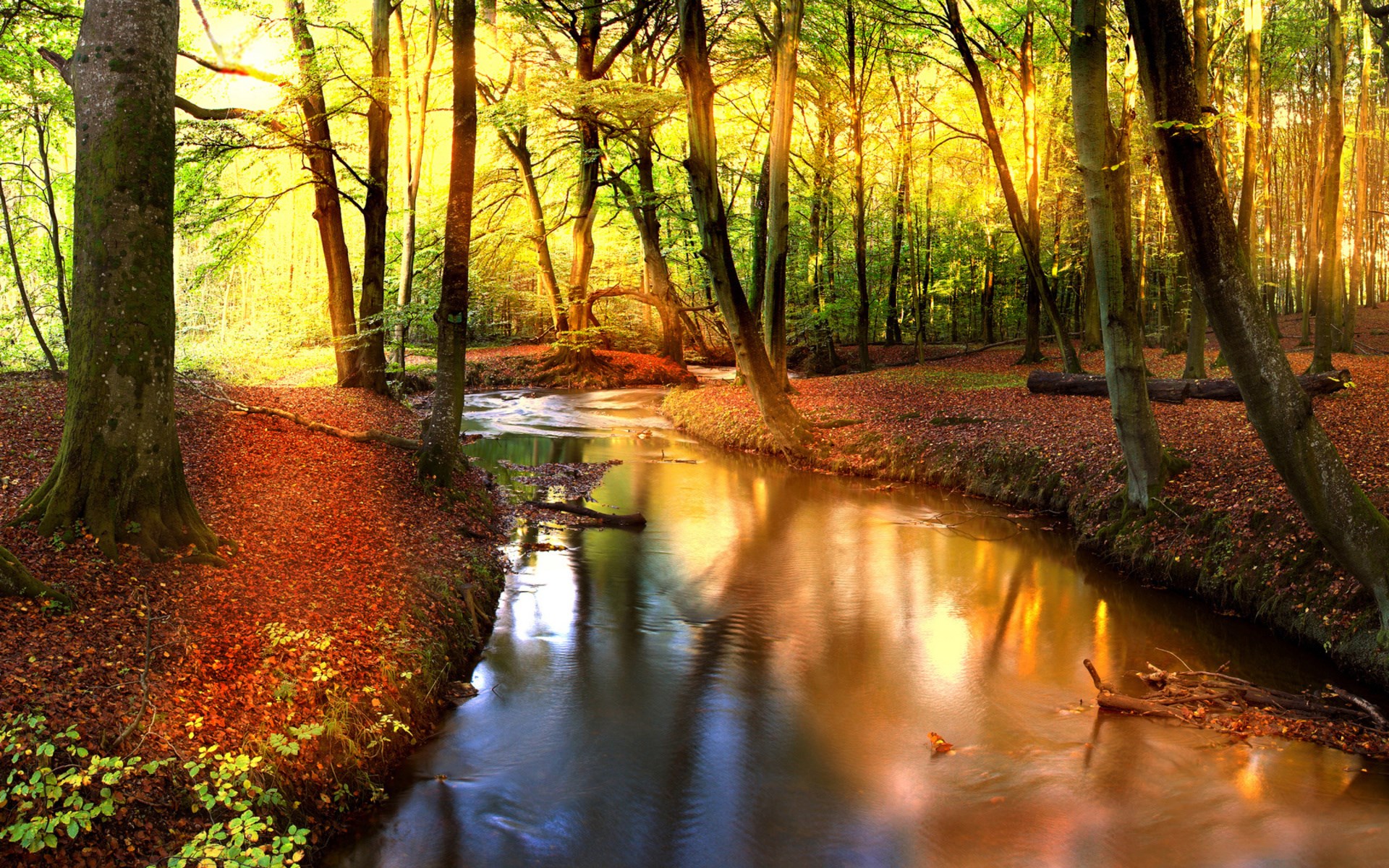 Sunlight streams through a forest onto a flowing stream HD Wallpaper