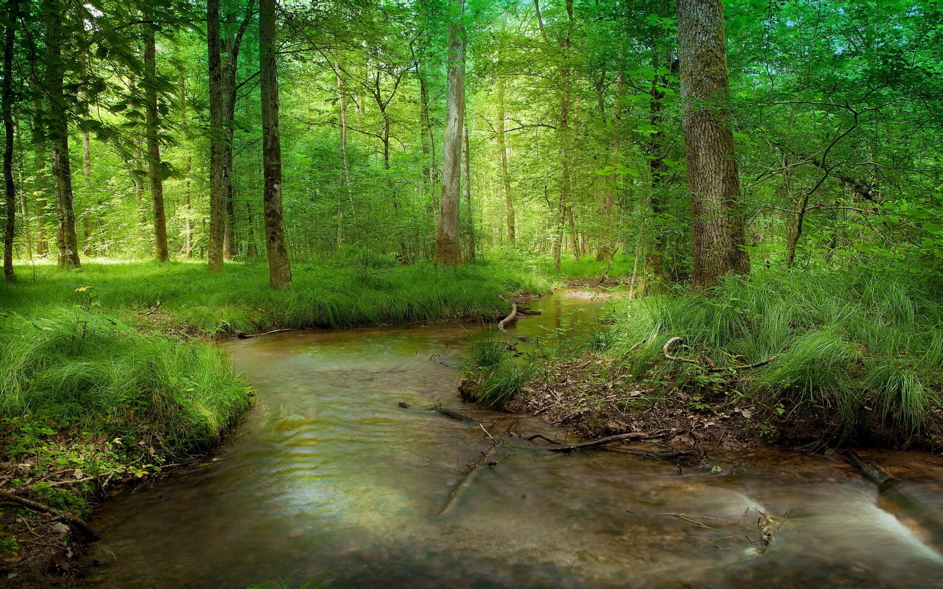 A forest stream flows through a sunlit woodland. HD Wallpaper