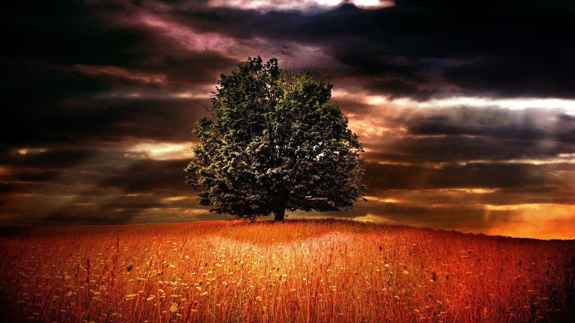 Lone tree in a field under stormy skies HD Wallpaper