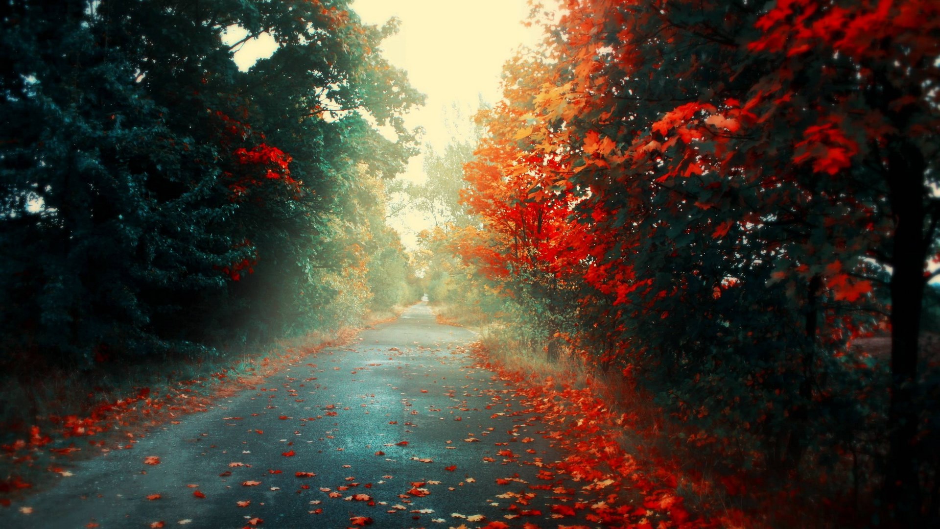 Autumn road with colorful trees and fallen leaves HD Wallpaper