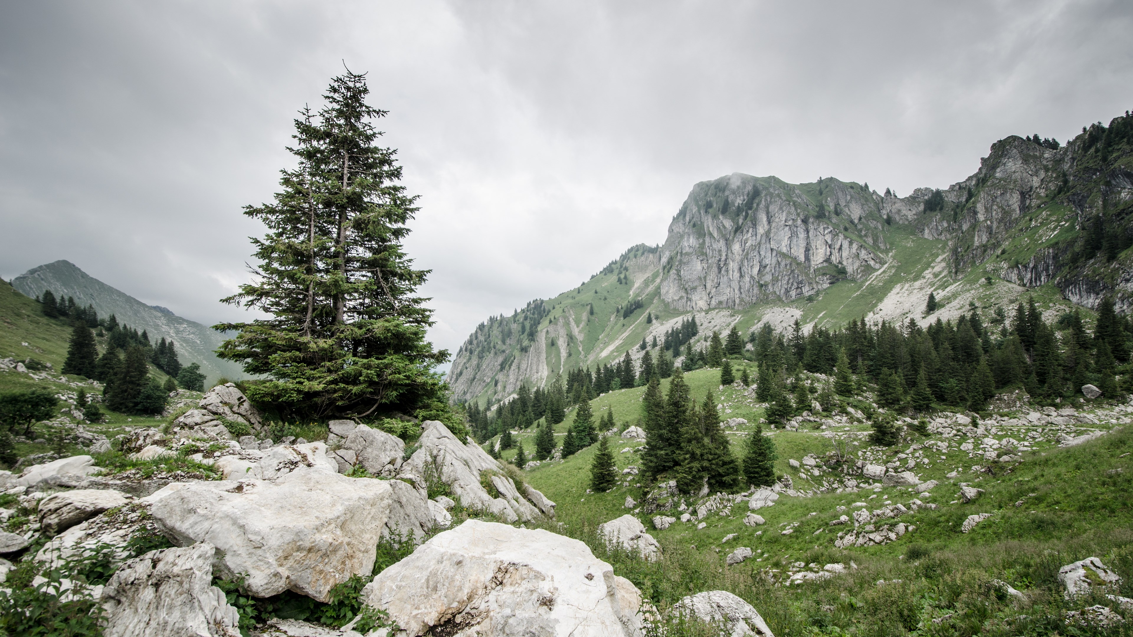 Rocky mountain landscape with pine trees and cloudy sky HD Wallpaper