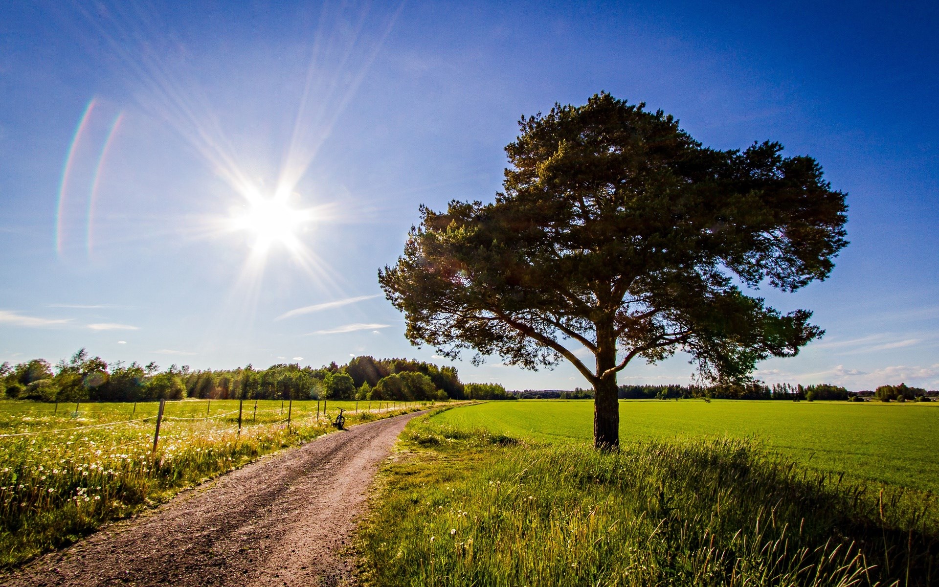 A lone tree on a dirt road in a sunny field HD Wallpaper