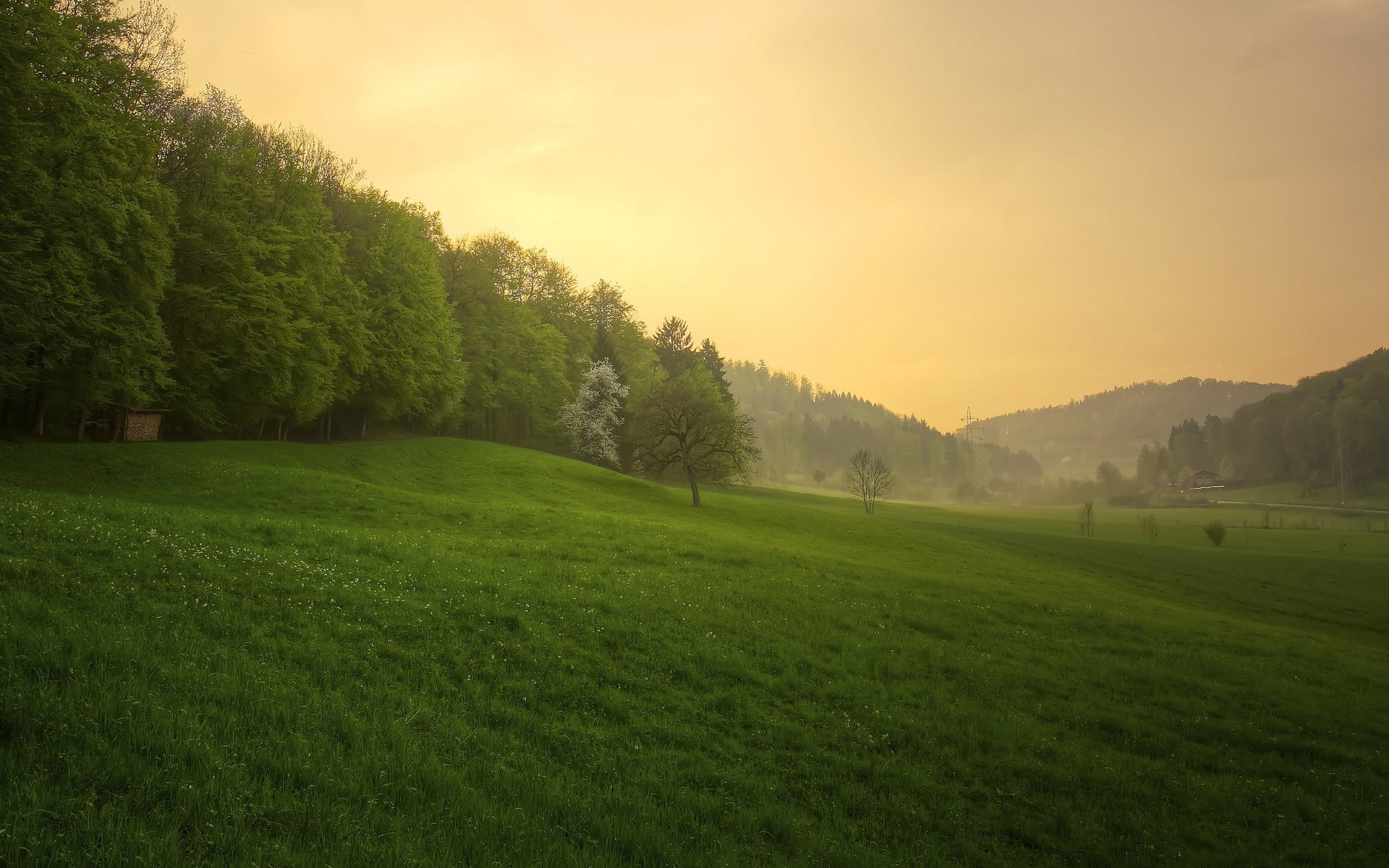 Green rolling hills with trees and a hazy sky HD Wallpaper