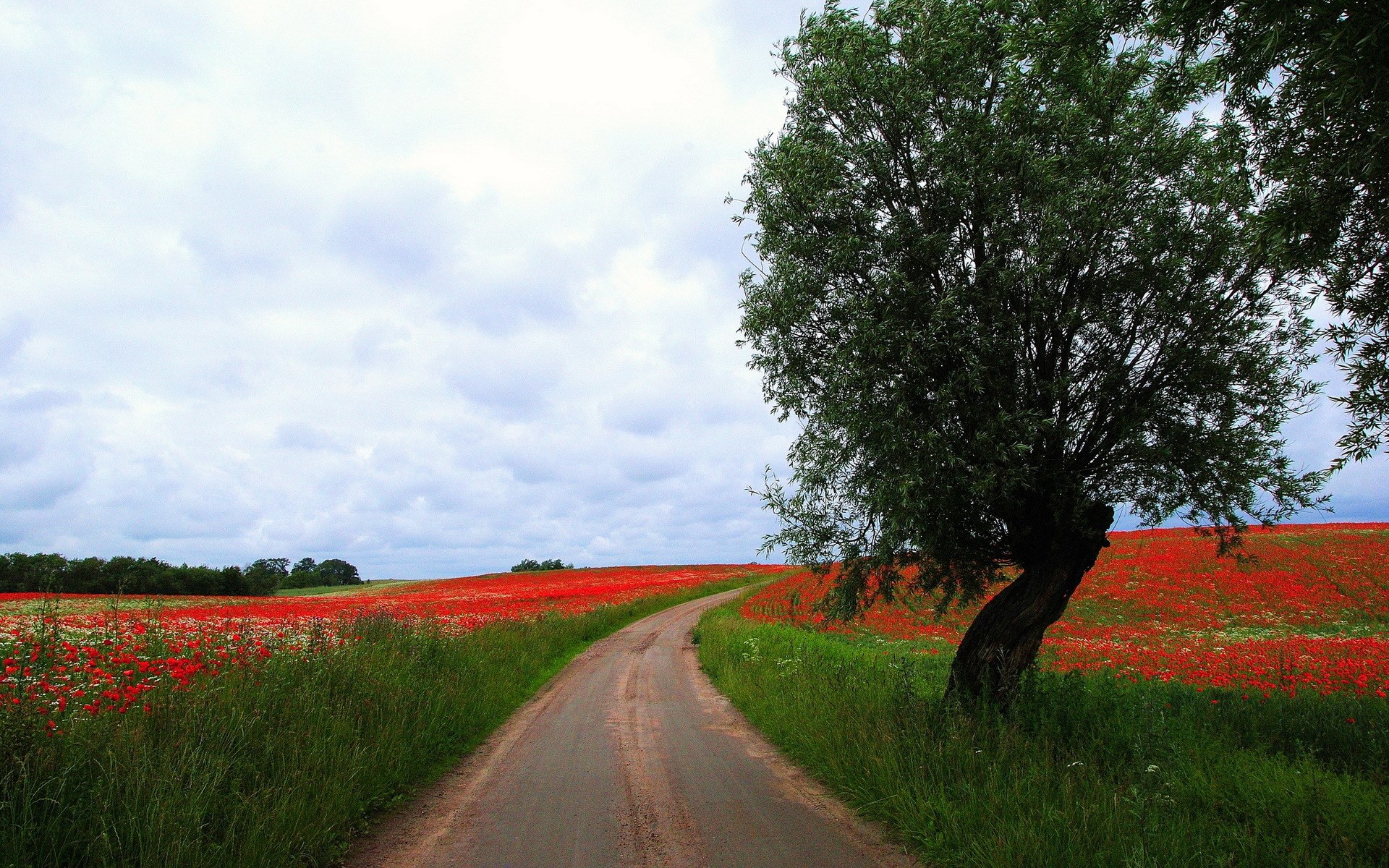 Dirt road through a field of red poppies HD Wallpaper