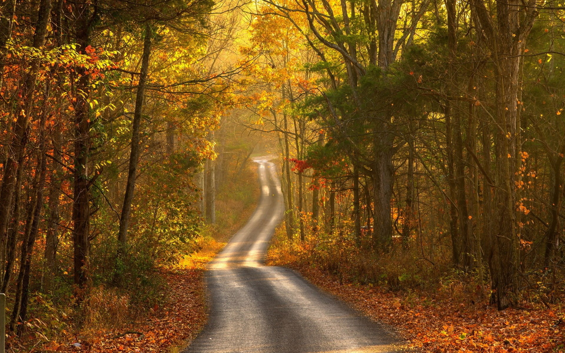 Winding road through an autumn forest HD Wallpaper