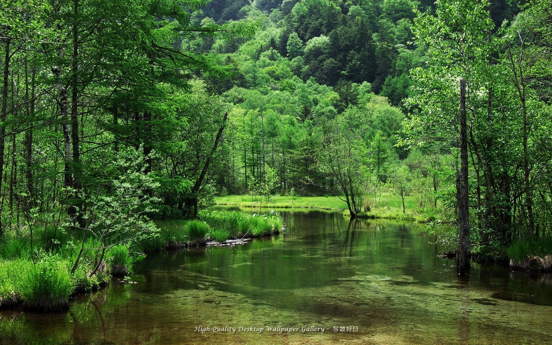 A tranquil forest scene with a calm lake HD Wallpaper