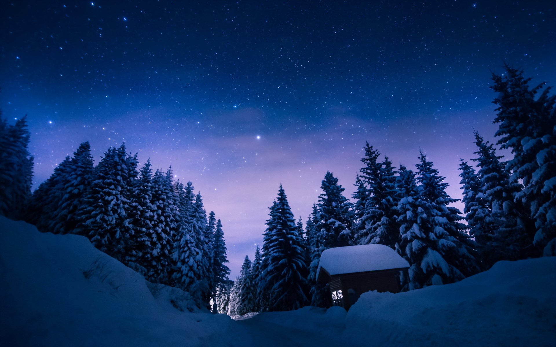 Snowy forest under a starry night sky HD Wallpaper
