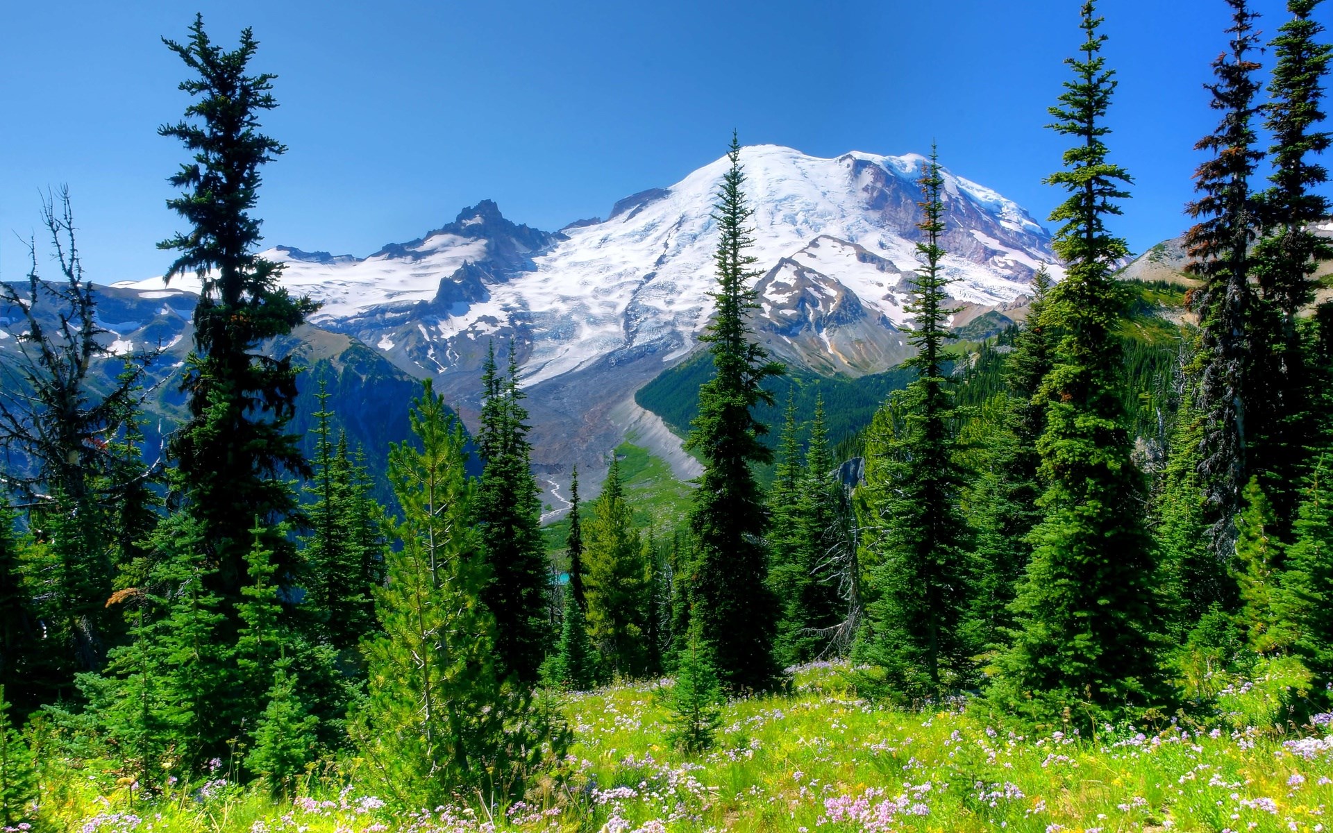 Mount Rainier National Park with Evergreen Trees HD Wallpaper