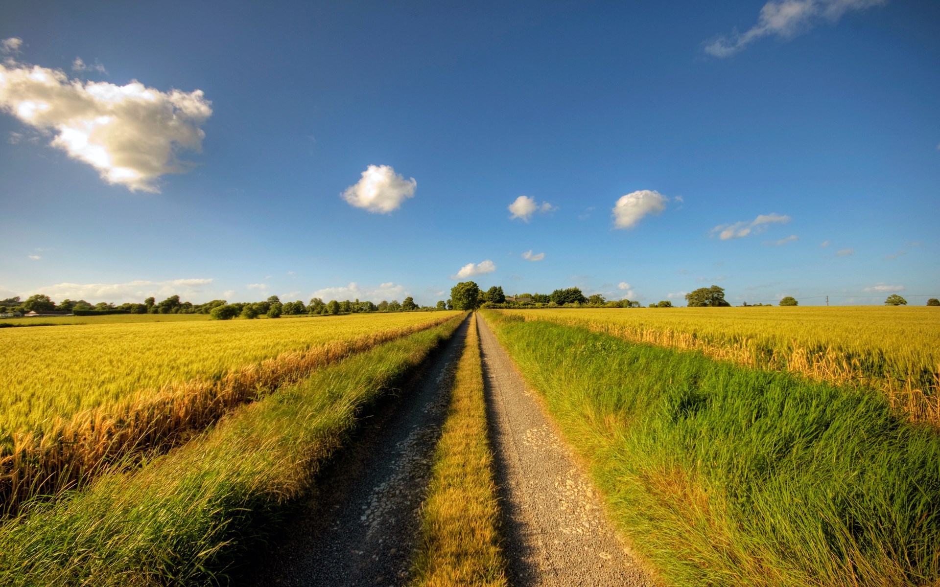 Dirt road through a golden wheat field under a blue sky HD Wallpaper