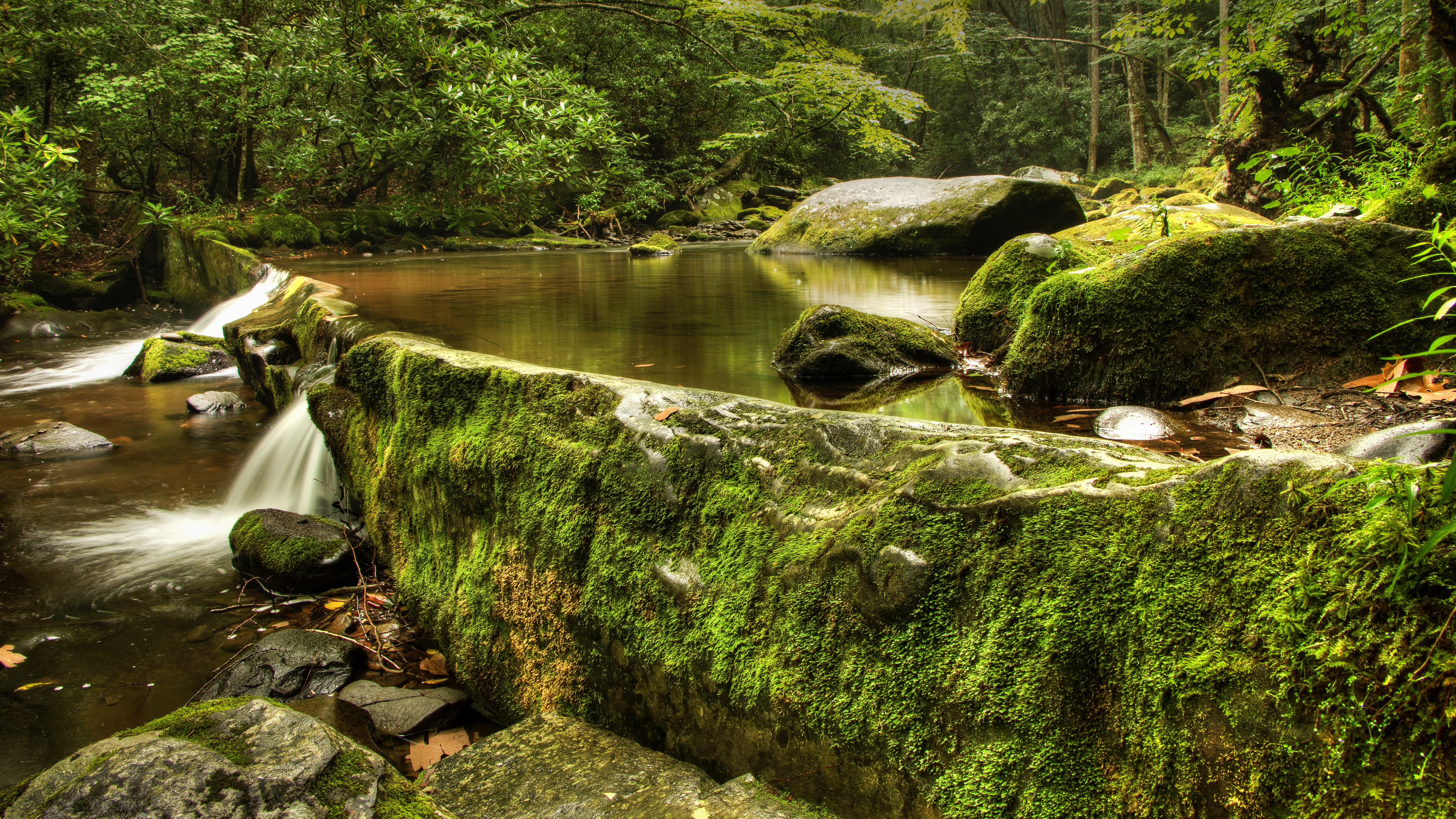 Mossy rocks in a forest stream HD Wallpaper
