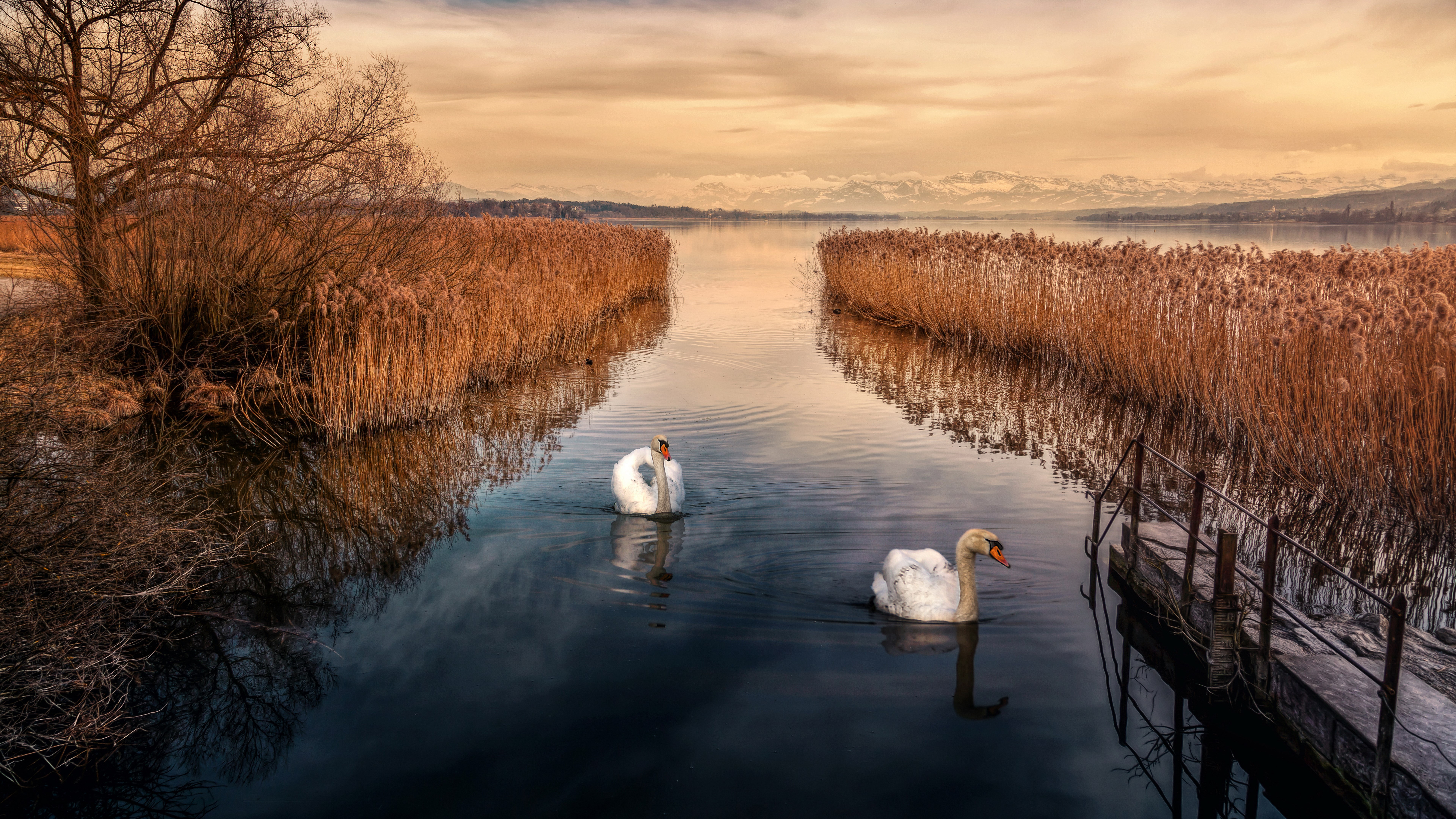 Two swans swim in a lake with reeds and mountains HD Wallpaper