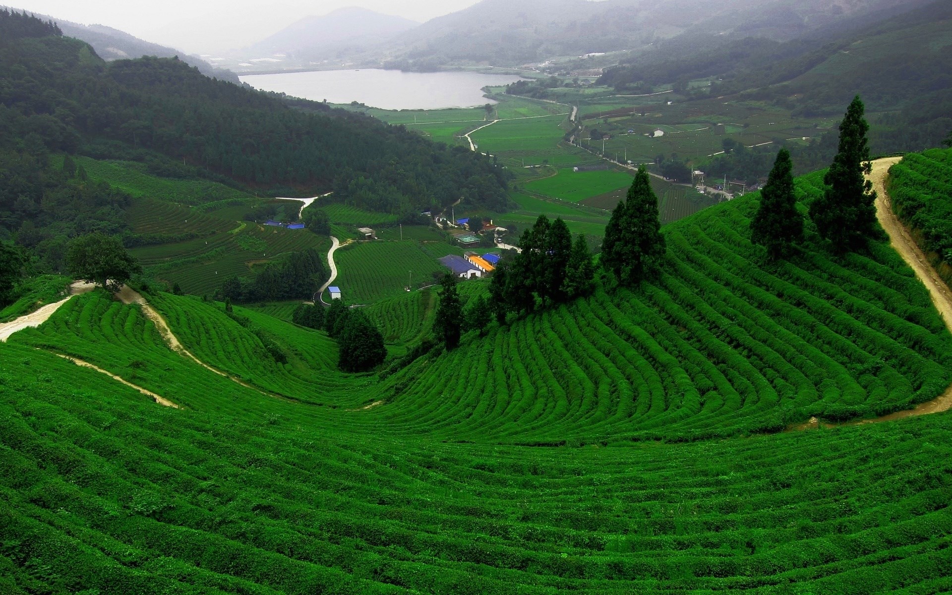 Rolling green tea fields and a distant lake HD Wallpaper