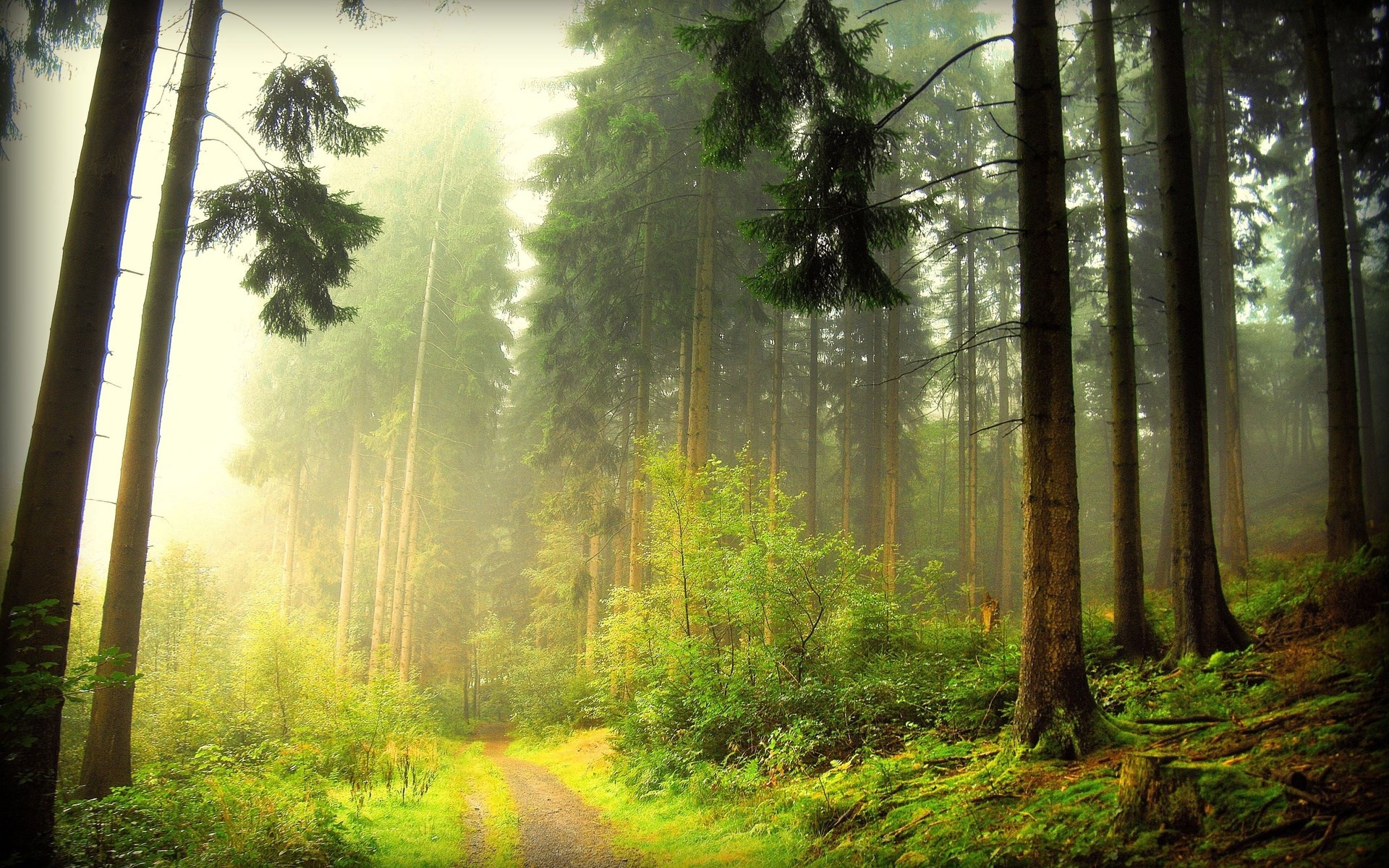 A foggy forest path with tall trees HD Wallpaper