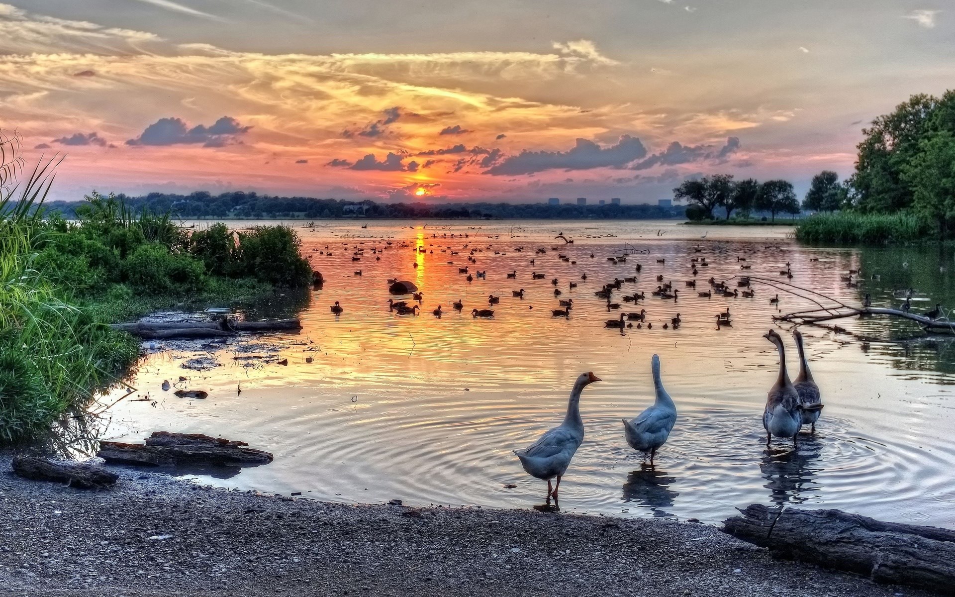 Geese and ducks on a lake at sunset HD Wallpaper