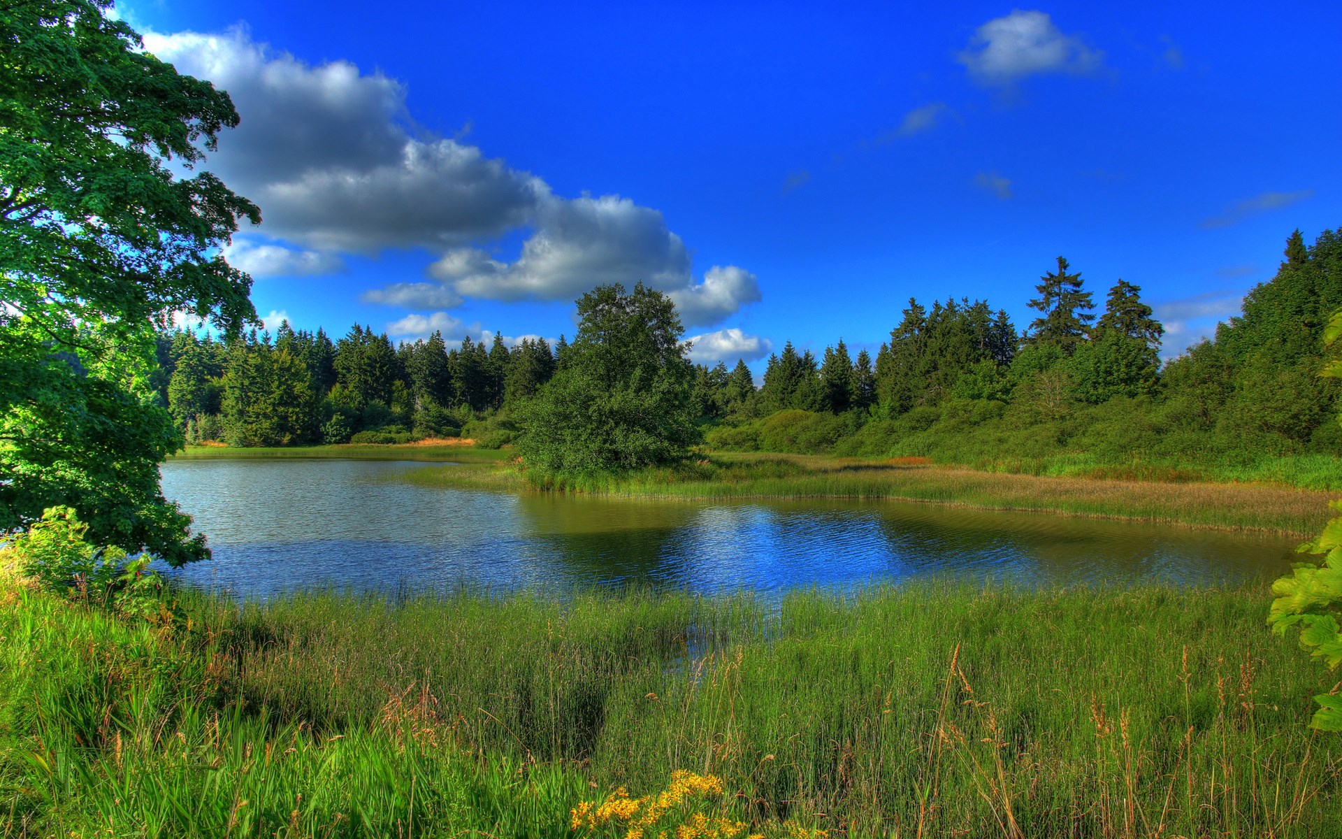 A tranquil lake surrounded by lush green trees under a blue sky. HD Wallpaper