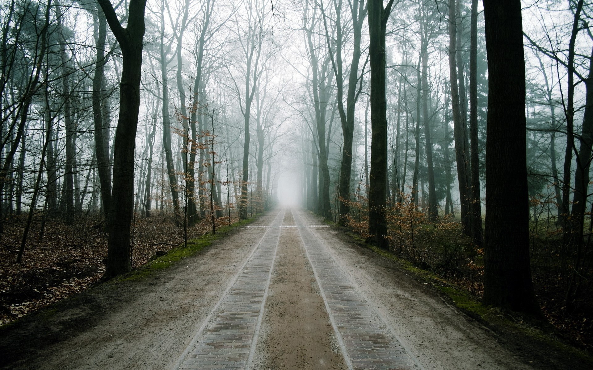 A foggy forest path with trees HD Wallpaper