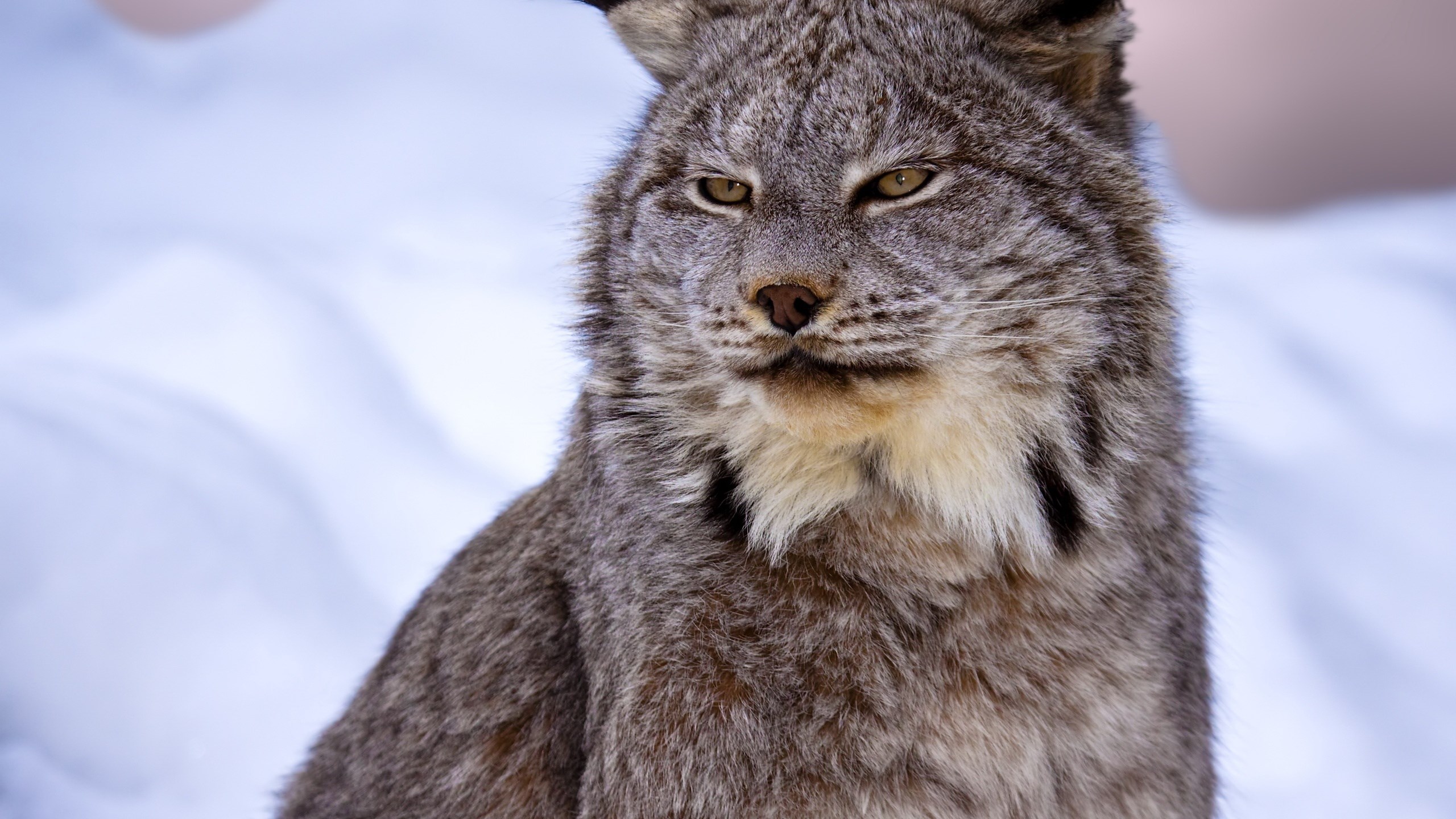 Close-up of a Canadian lynx in the snow HD Wallpaper